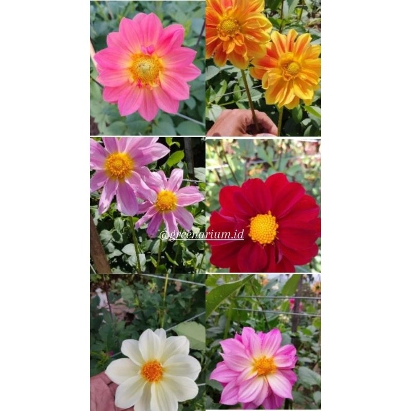 Happygardens Umbi Dahlia Ekonomis (Dahlia Sp) Umbi 1 Rumpun