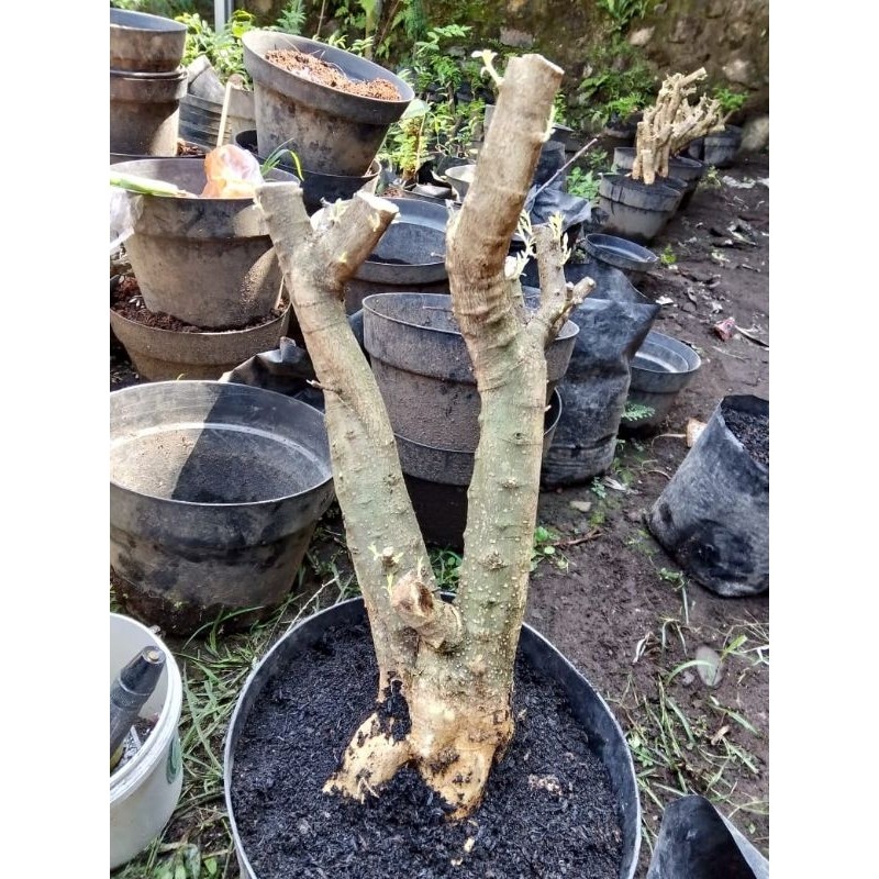 Happygardens Bahan Bonsai Anting Putri Mikro Jumbo