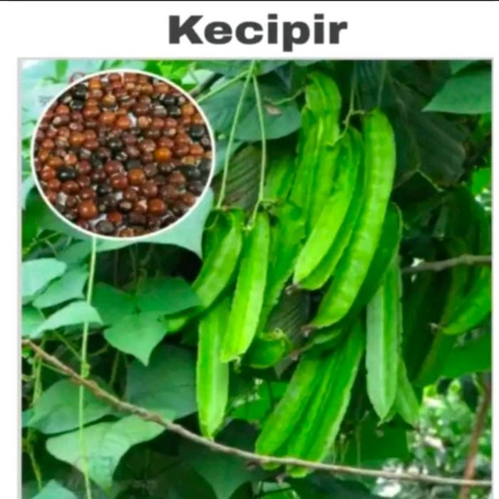 Ready Stock Kecipir Hijau Puspa Dewi