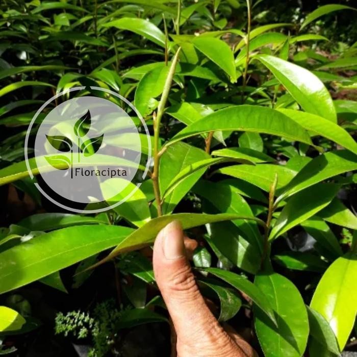 Ready Stock Bibit Pohon Kayu Eboni/Kayu Hitam Sulawesi/Tanaman Kayu