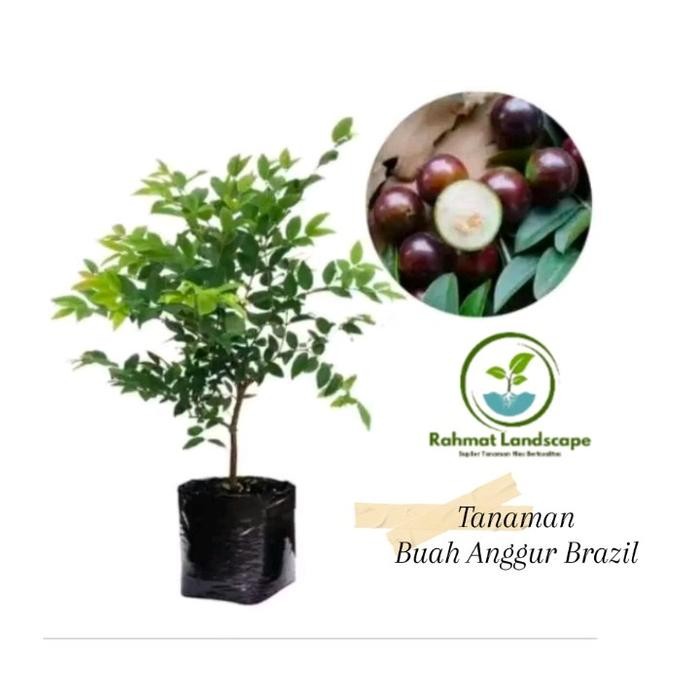 Ready Stock Bibit Tanaman Anggur Brazil - Bibit Pohon Anggur Brazil - Pohon Anggur Brazil - Pohon