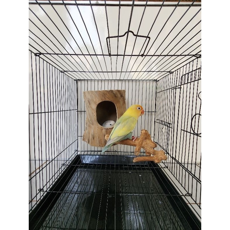 Glodok finch parkit srindit glodok burung kecil