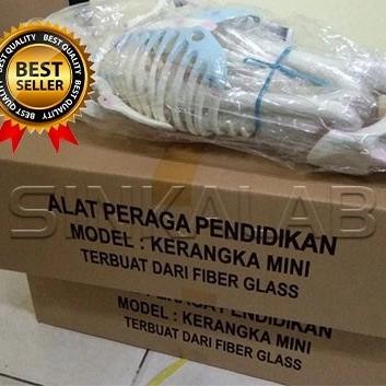 Anatomi Model Kerangka Anak Mini, Manekin Kerangka Manusia Terlaris
