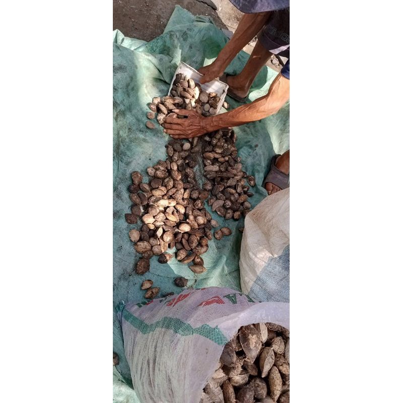 biji ketapang kupas 100 gram