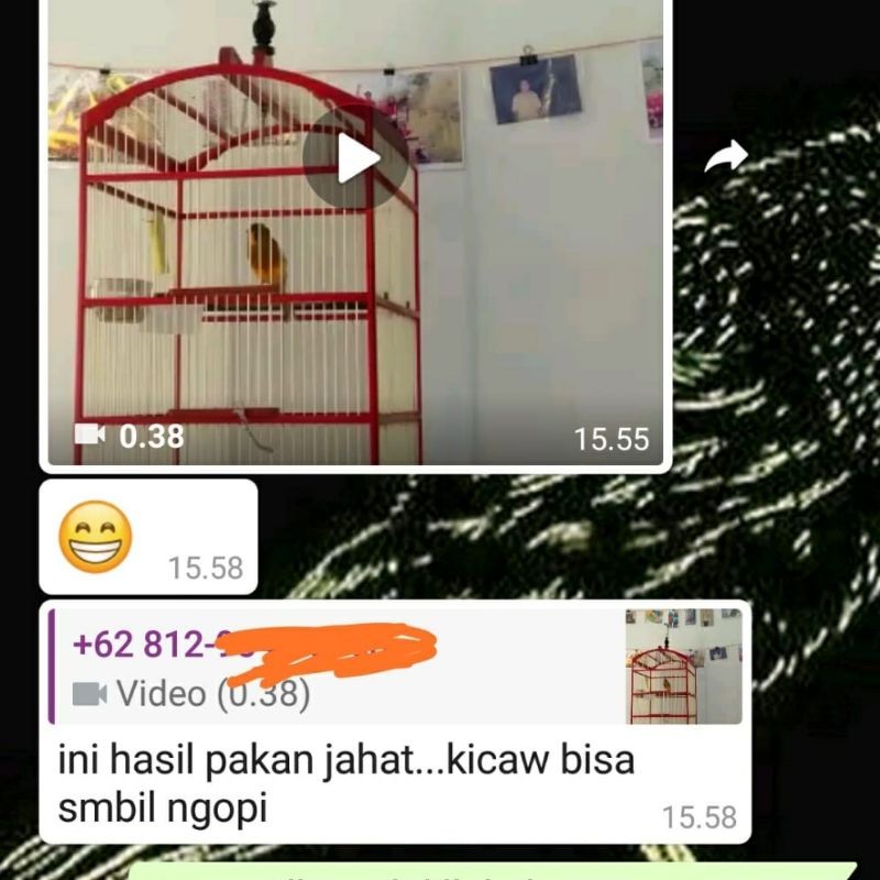 Pakan Kenari Macet (Pakan Jahat Gold ReCondition)