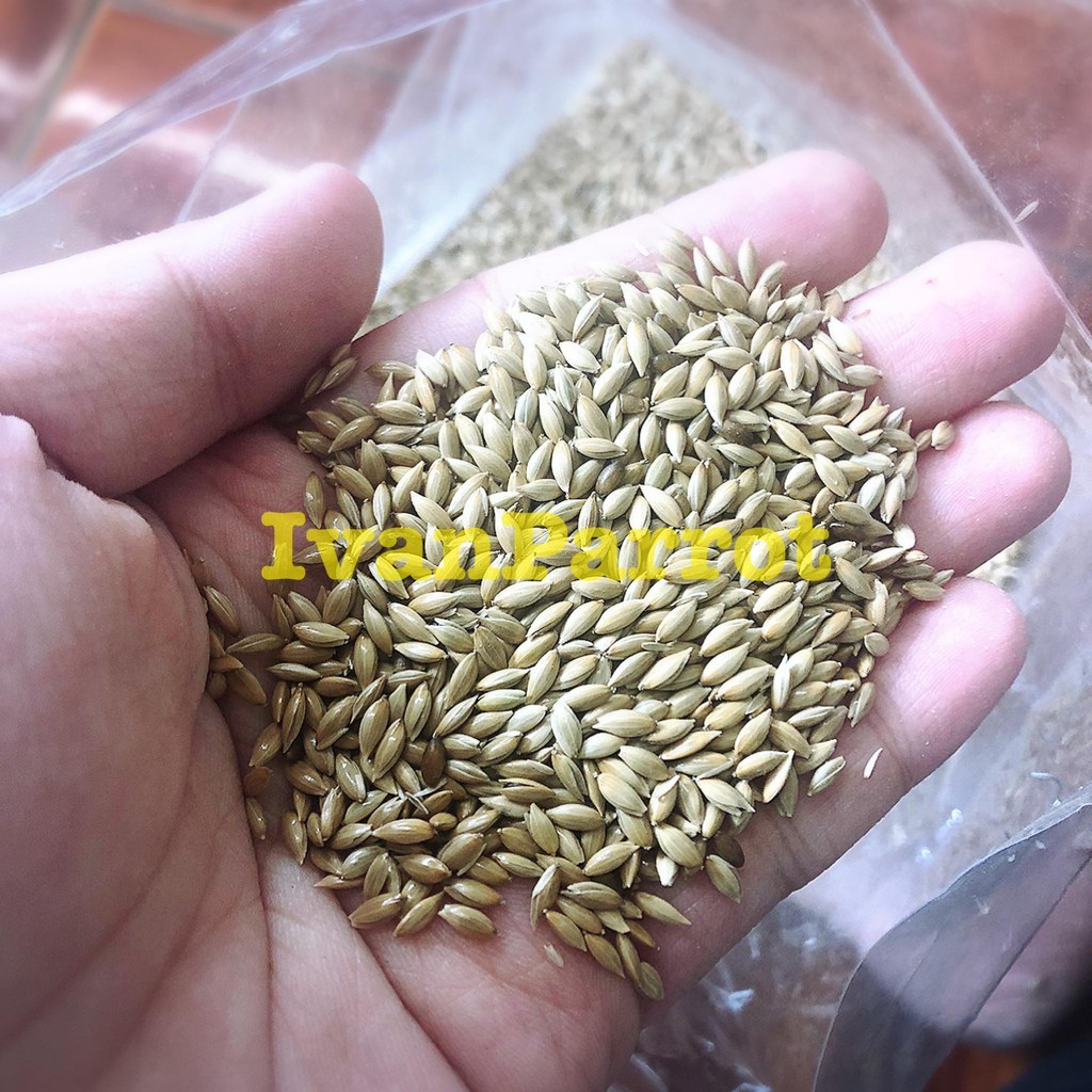 BIJI KENARI CANARY SEED 1 KILOAN MERK VITA IMPORT PAKAN BURUNG