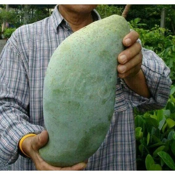 

bibit tanaman buah mangga mahatir EKSLUSIF
