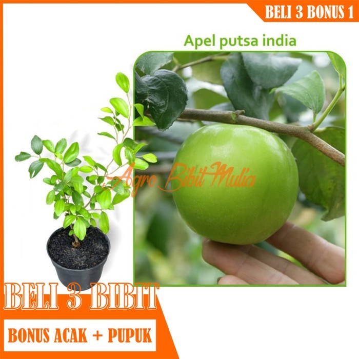 

Bibit Tanaman buah Apel Putsa/Apel India siap berbuah