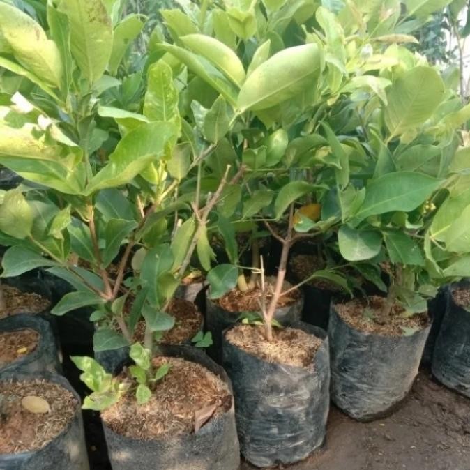 

Bibit tanaman jambu air kiojok/jambu air king rose hasil cangkok