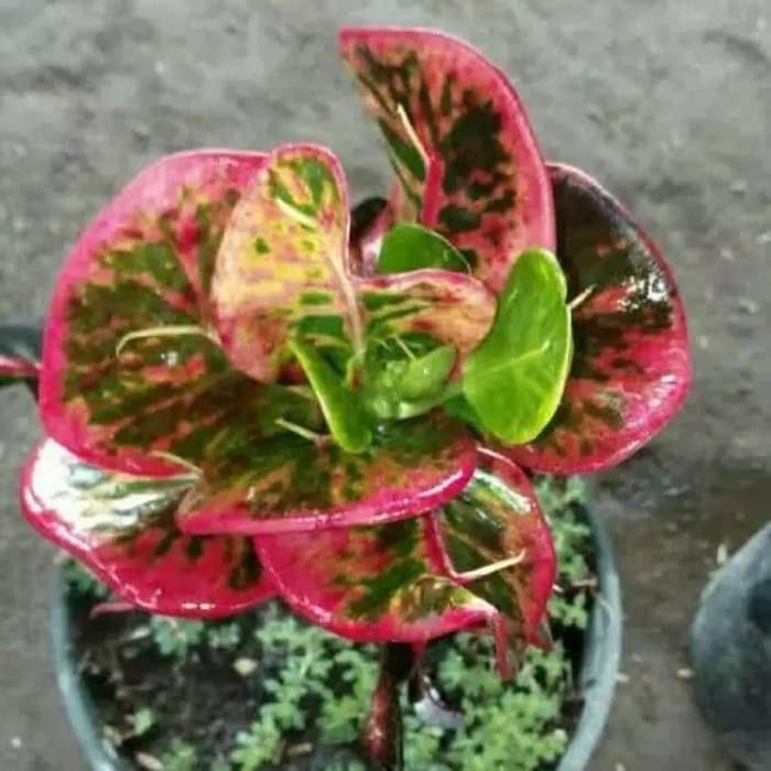 

tanaman hias bibit puring apel merah