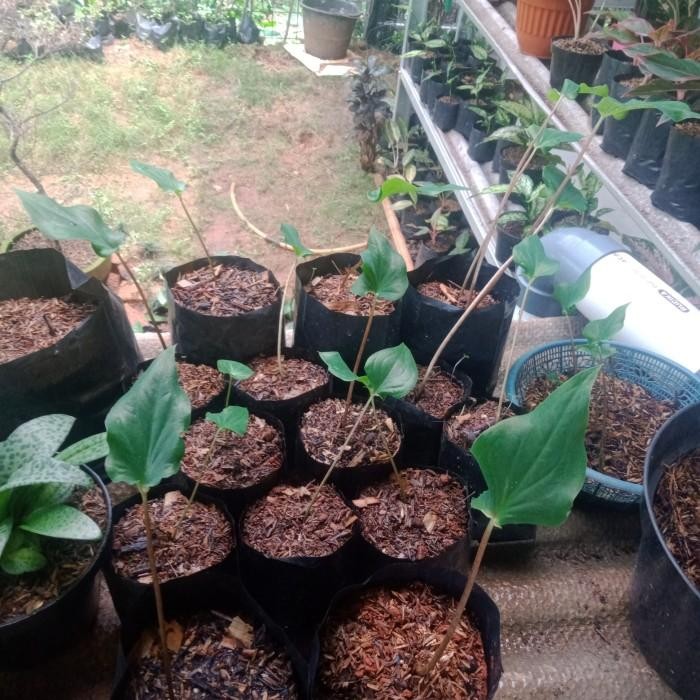 

tanaman keladi wayang - tanaman keladi wayang bibit