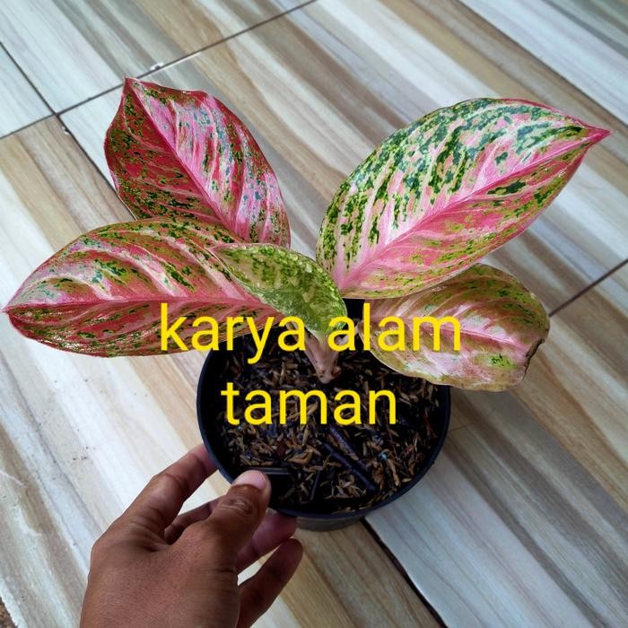 

bibit tanaman hias aglonema bidadari/pohon hias aglonema bidadari