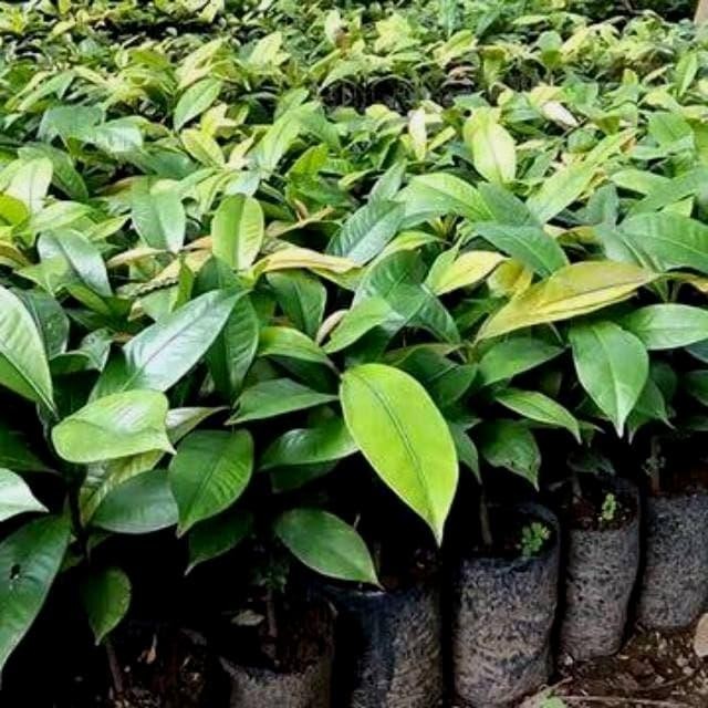

bibit tanaman buah manggis pohon manggis