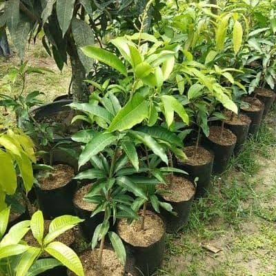 

bibit tanaman mangga madu pohon mangga