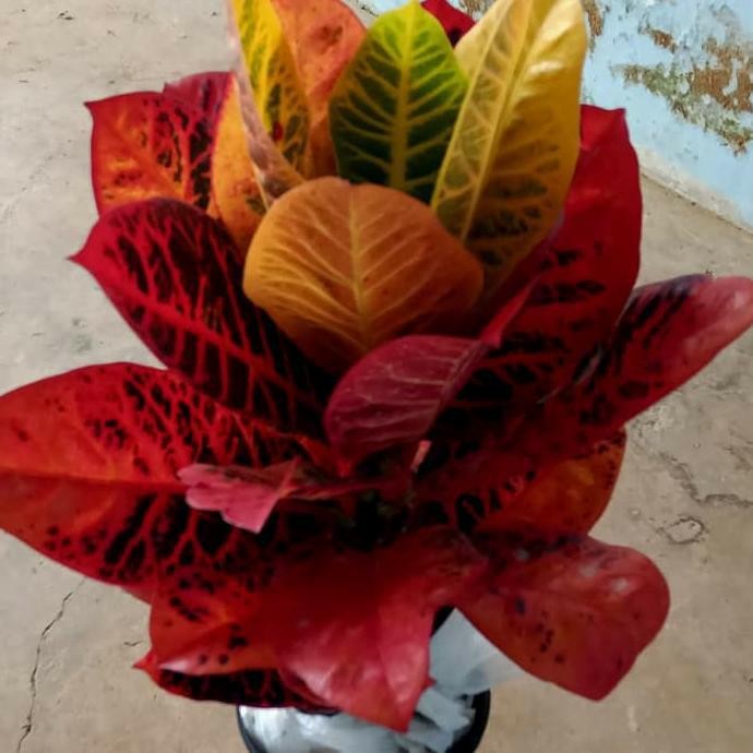 

Bibit Tanaman Hias Puring Worten Biuty