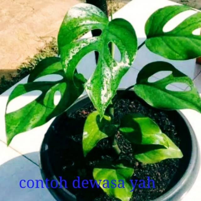 

Tanaman hias bibit philodendron monstera rhaphidopora -monstera mini