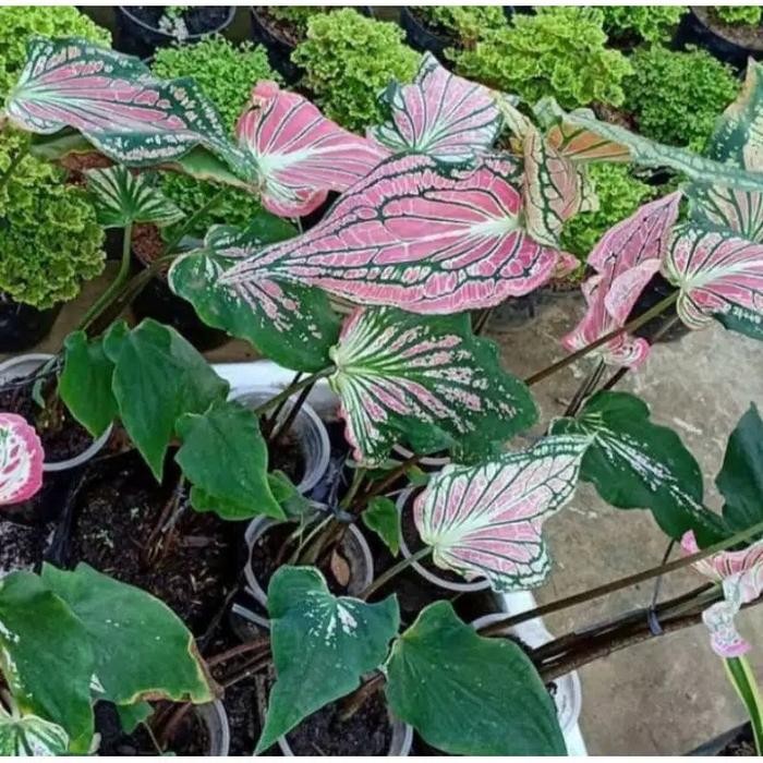 

Tanaman Hias Daun Keladi Wayang Pola Batik Unik Bibit Daun Langka