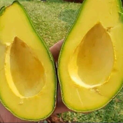 

bibit tanaman alpukat mentega/pohon puket mantega