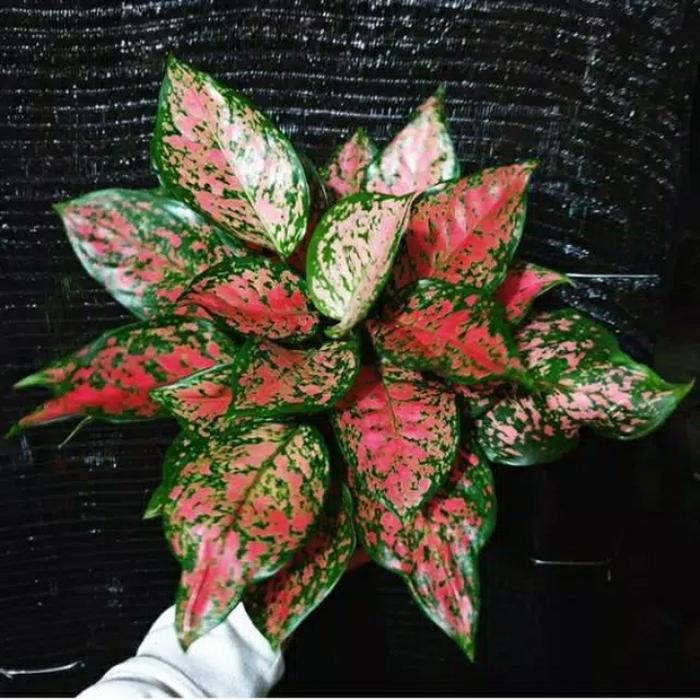 

tanaman aglonema dut anjamani bibit aglonema