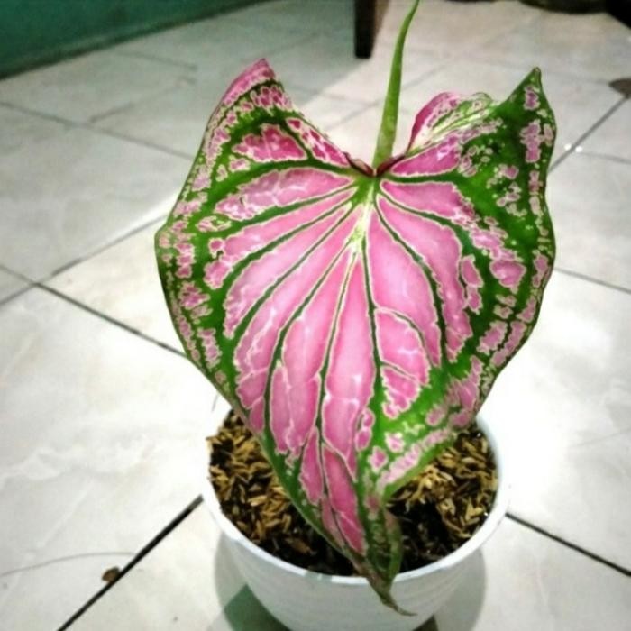 

bibit tanaman hias caladium wayang