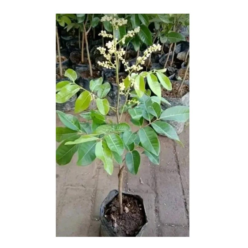 Bibit Kelengkeng New Kristal kondisi sudah berbunga Tabulampot