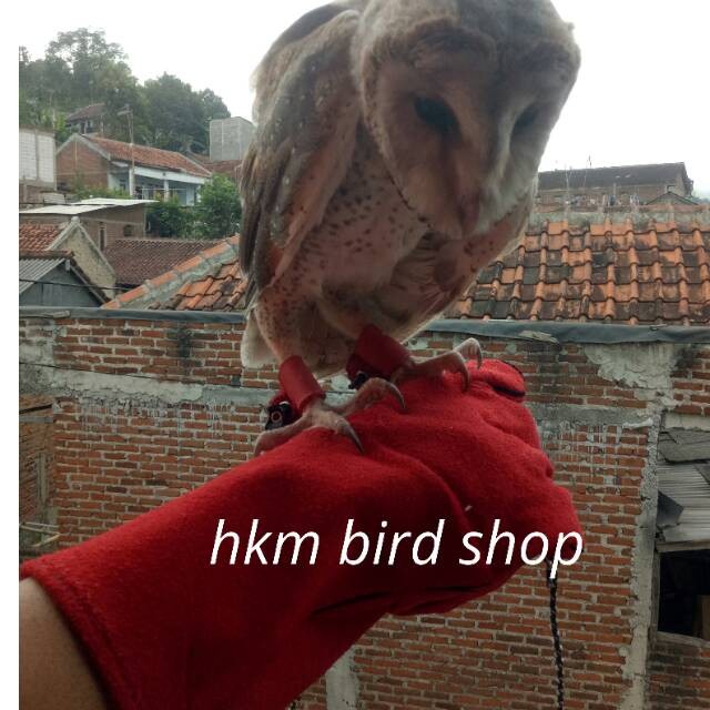 Glove burung hantu/glove elang/1