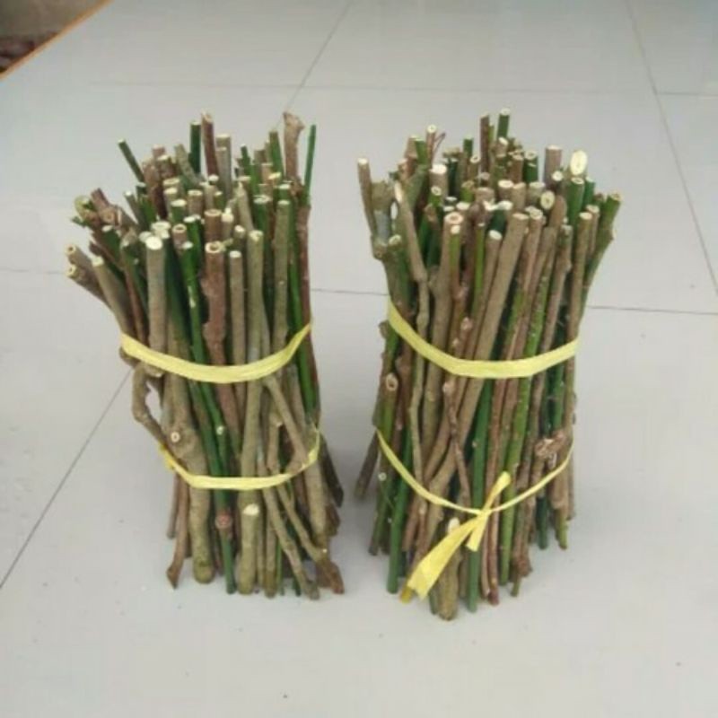 

Paket 25 Bibit Stek Batang Daun Katu / Bibit Daun Katuk / Tanaman Daun Katuk