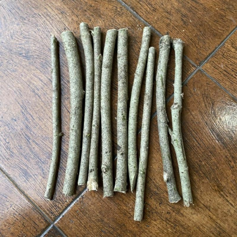 

Termurah 25 Bibit Stek batang bibit bunga sepatu/kembang sepatu