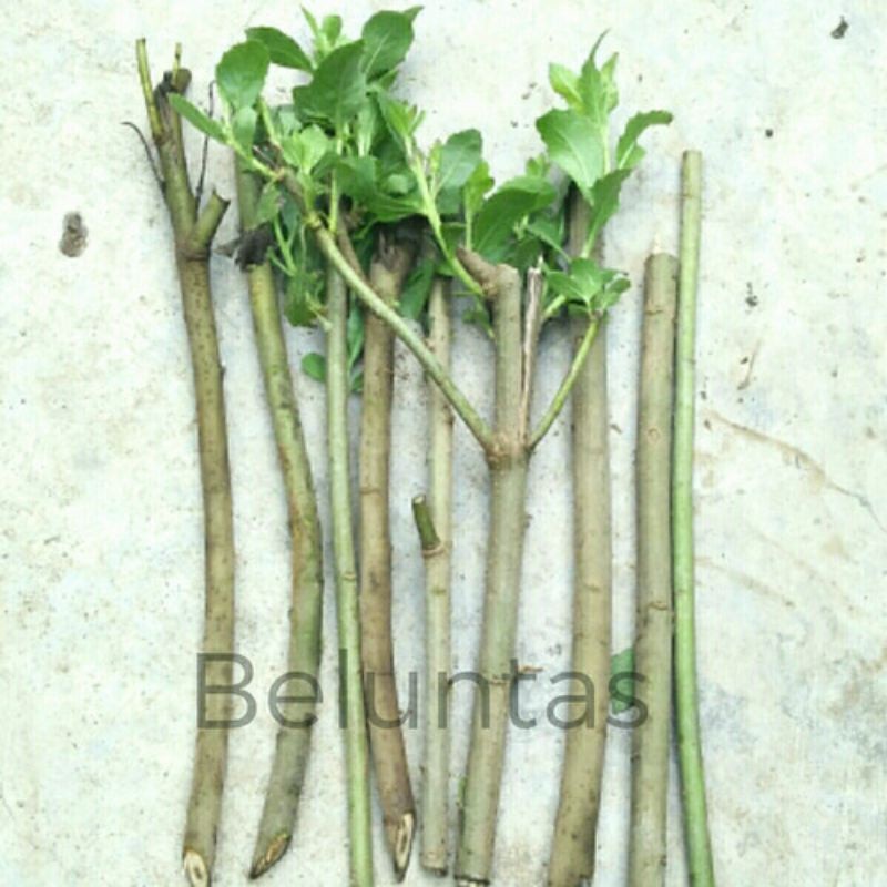 

20 Bibit Beluntas / Bibit luntas / Bibit beluntas batangan