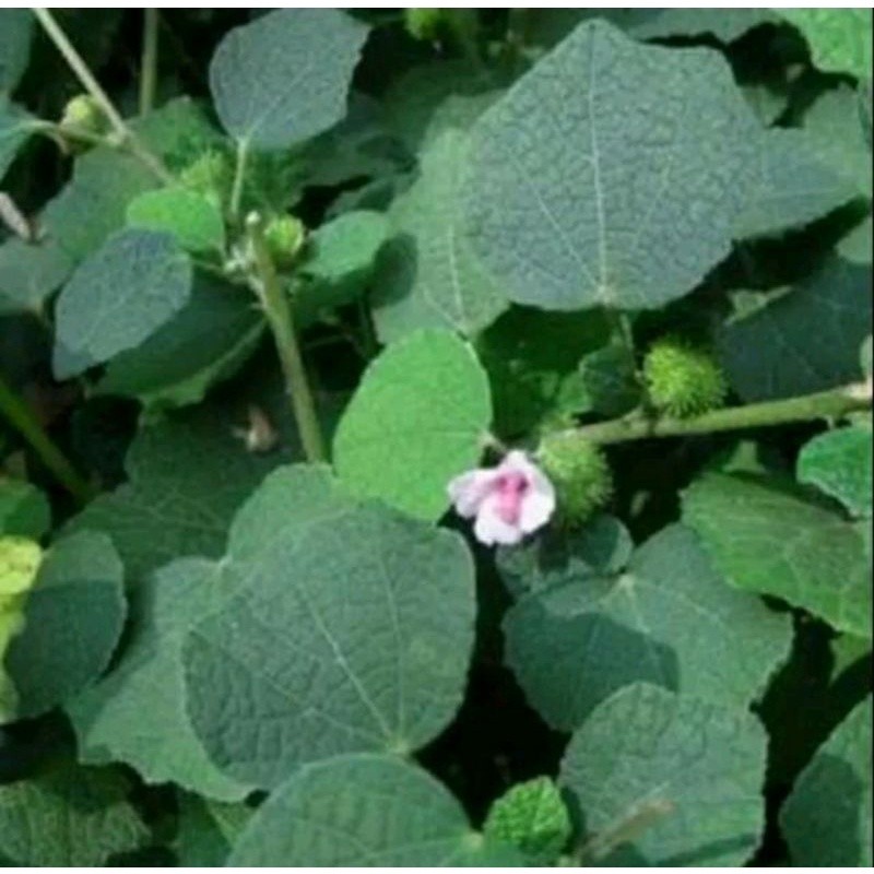 

Daun pulutan Segar 1 Kg / Daun Pungpurutan Segar