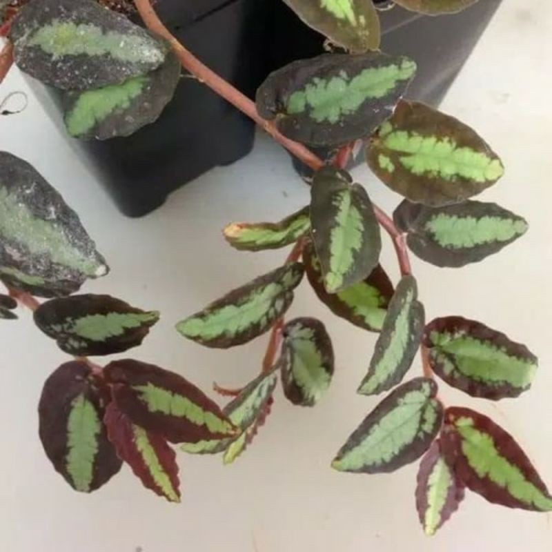 

10 Tanaman Hias Pellionia Gantung / Pellionia Repens / Tanaman Hias Ki Aksara Rambat Sangat Langka