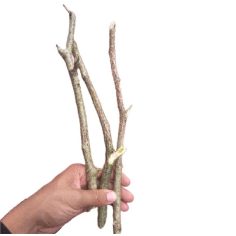 

25 Bibit Stek Batang Terong Pokak / Bibit Cepokak atau Takokak Terong pipit rimbang