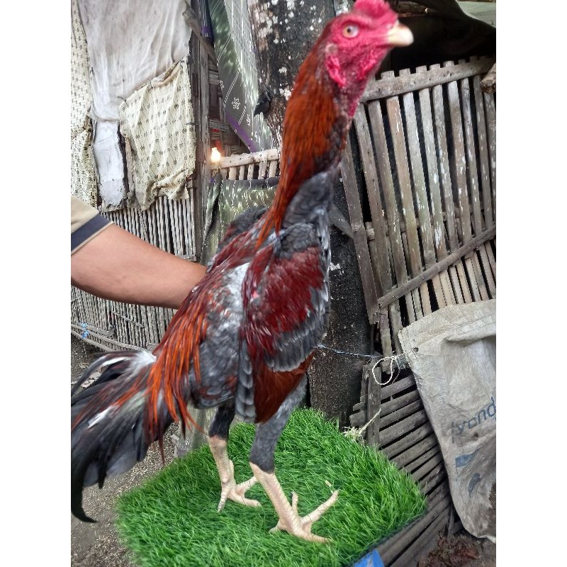 Favv Your Pets Telur Ayam Bangkok Silangan Pakoy