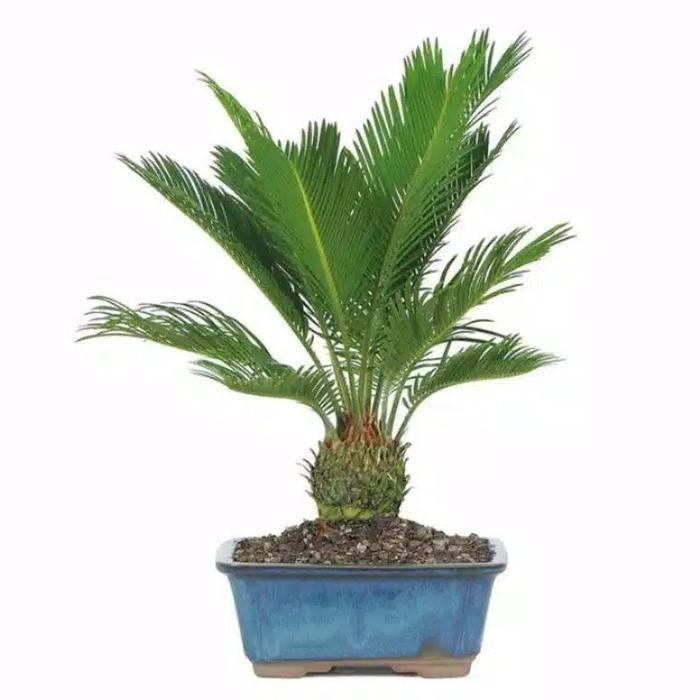 

BIBIT TANAMAN PALEM SIKAS 30'CM