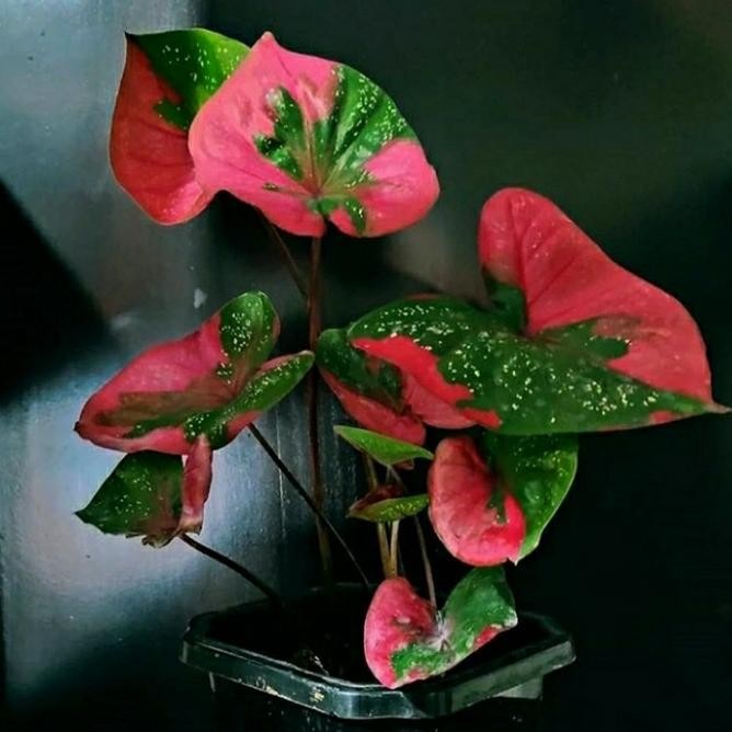 

tanaman hias keladi baret merah caladium red baret (bibit)