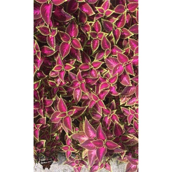 Paket Bibit Tanaman Hias Bunga Miana iler 15 jenis Mix