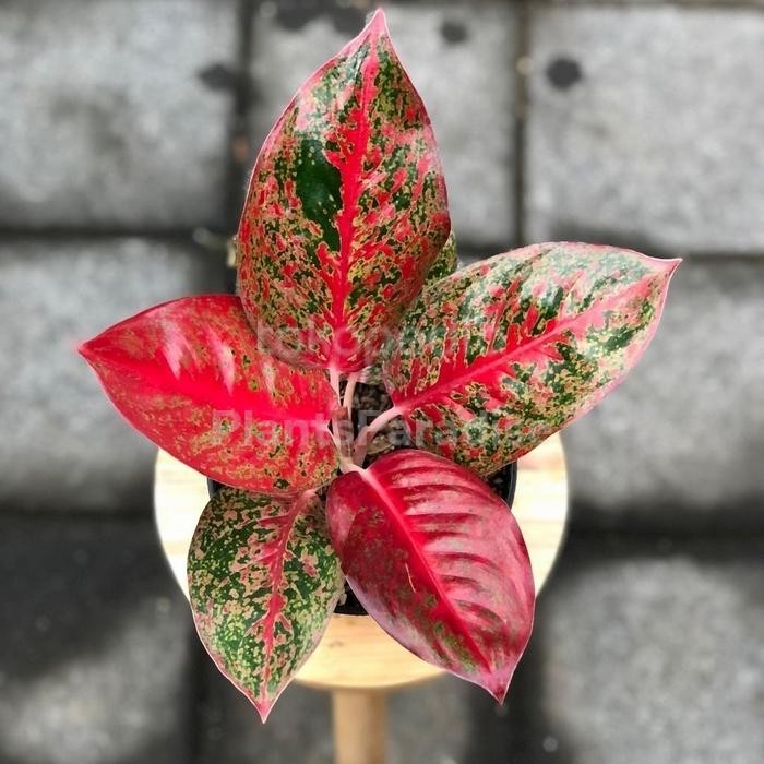 Tanaman Hias aglonema Red stardust anakan/bibit