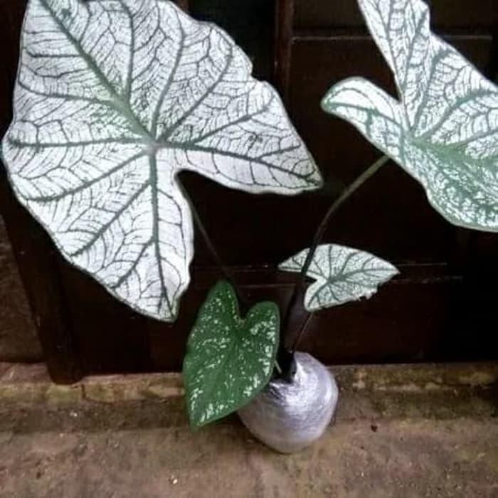 

bibit tanaman hias keladi putih - caladium
