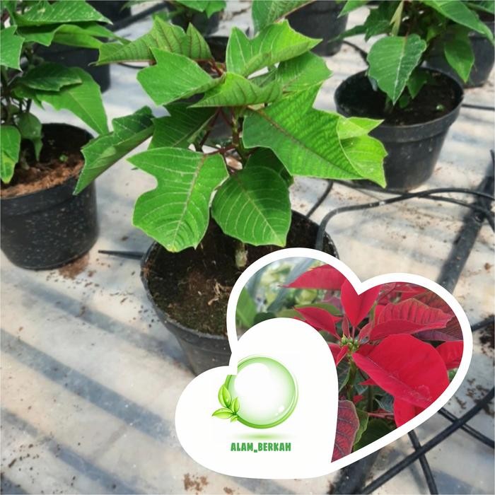

Bibit tanaman hias kastuba merah