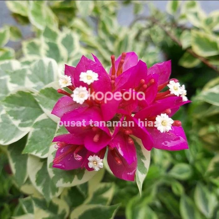 tanaman Hias bibit Bougenville varigata bunga ungu - Bougenville ungu