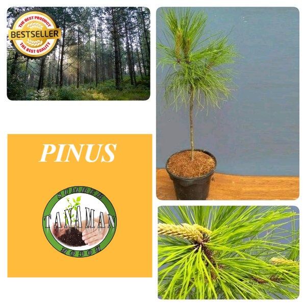 

BIBIT TANAMAN POHON PINUS MERKUSII