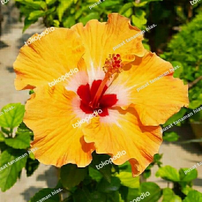 tanaman hias bunga sepatu china rose bibit kembang spatu