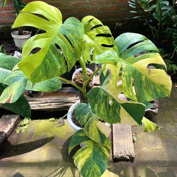 Monstera Marmorata Aurea Yellow Variegata Real Pict Murah Ekonomis