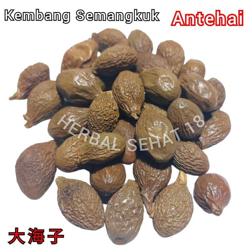 

Pang Da Hai / Antehai / Antehay [PREMIUM]