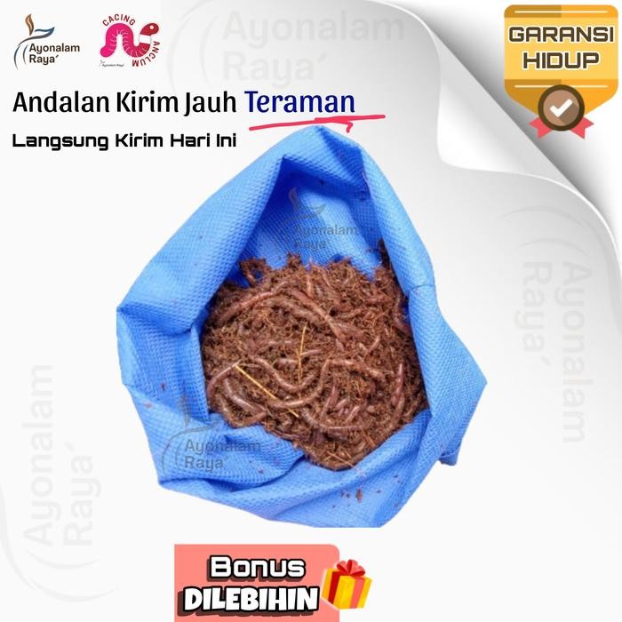 PREMIUM Cacing Tanah Kalung ANC Lumbricus Hidup Umpan Pancing Pakan 1000gr 1Kg