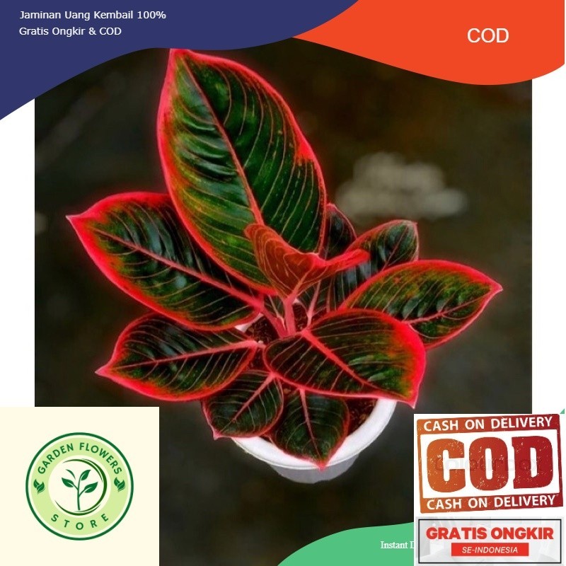 ( ORIGINAL ) bibit anakan aglonema KANZA 2/3 daun