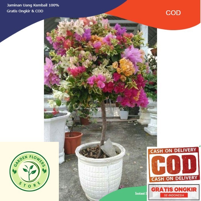 Tanaman hias bugenvil bunga kertas / tanaman bugenvil import / bunga bugenvil / bunga hias
