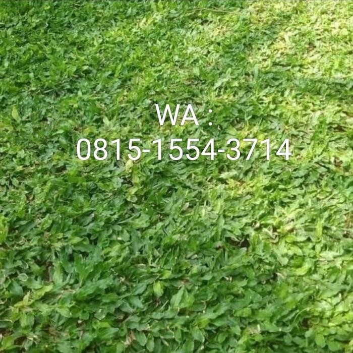 Rumput gajah mini / rumput golf / rumput jepang Kode 33