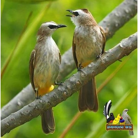 Pasti Murah Burung Trucuk Jatim / Trucuk Kebo Rawatan Mulus Rajin Bunyi