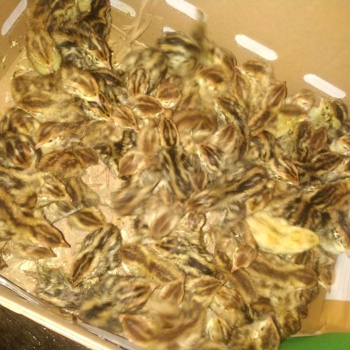 Terbaru.. Doq Puyuh Jantan